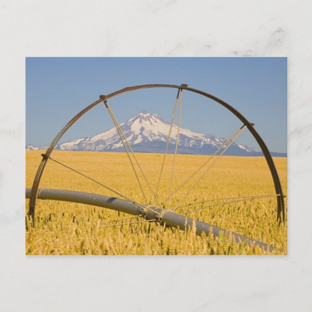 Postal Pipe de riego en campo (Anverso)