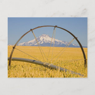 Postal Pipe de riego en campo