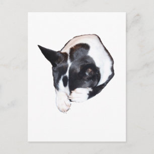 Postal Piper - Dormido