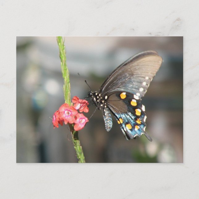 Postal pipevina (Anverso)