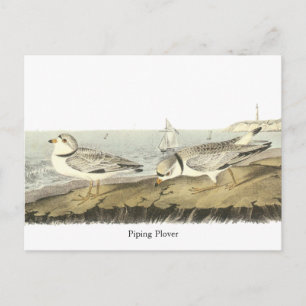 Postal Piping Plover, John Audubon