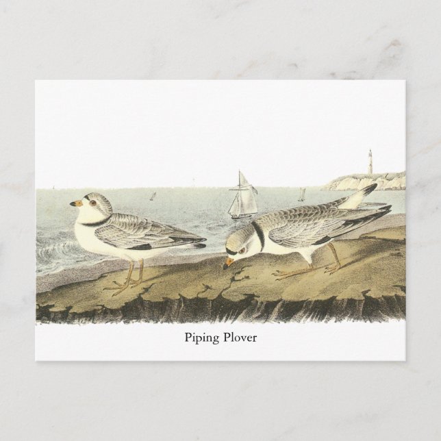 Postal Piping Plover, John Audubon (Anverso)