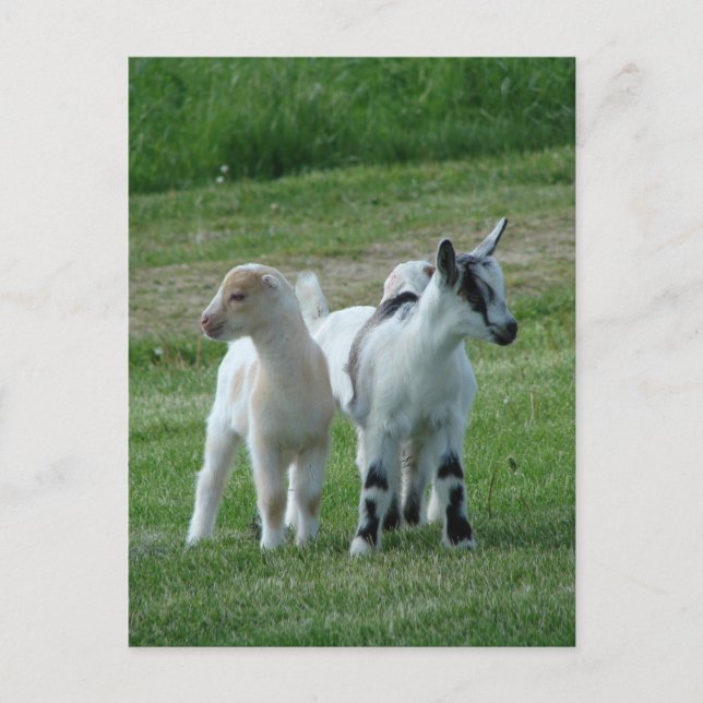 Postal Pippi y gris (Anverso)