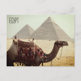 Postal pirámide de camello egypt