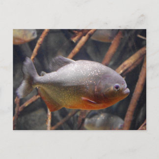 Postal Piranha - Pescado marrón con aspecto inocente