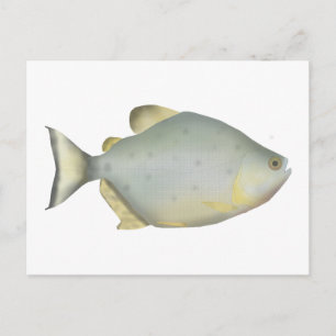 Postal Piranha Rubí Rojo