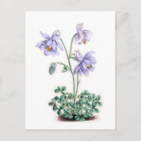 Pirineos Columbine - Aquilegia pyrenaica