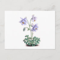 Pirineos Columbine - Aquilegia pyrenaica