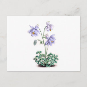 Postal Pirineos Columbine - Aquilegia pyrenaica