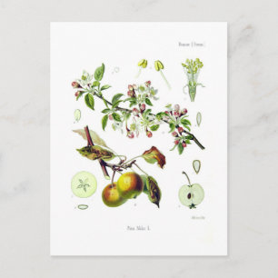 Postal Pirus malus (Malus domestica)