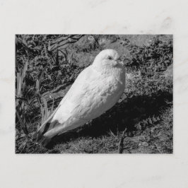 Postal Piruto blanco v2