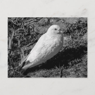 Postal Piruto blanco v2