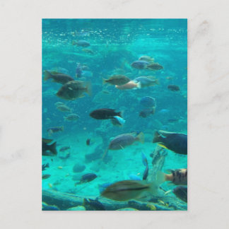 Postal Piscina azul de cíclicos que nadan alrededor del d