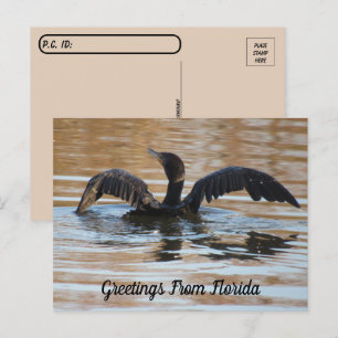 Postal Piscina cormorante de doble crepé