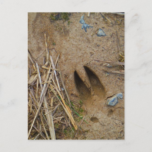 Postal pista de ciervo (Anverso)