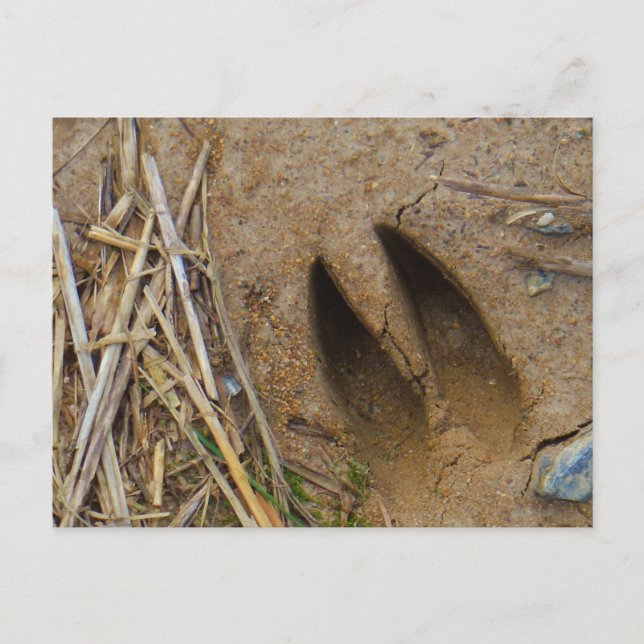 Postal pista de ciervo (Anverso)