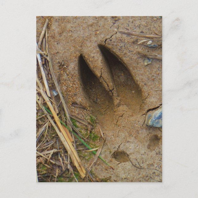 Postal pista de ciervo (Anverso)