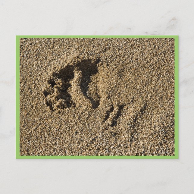 Postal Pista de grizzly (Anverso)