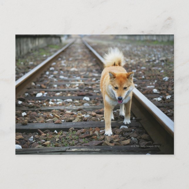 Postal Pista de senderismo de perros (Anverso)