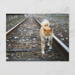 Postal Pista de senderismo de perros