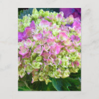 Pistachio Color Hydrangea