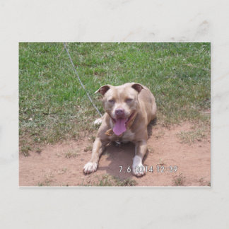 Postal Pit Bull Products