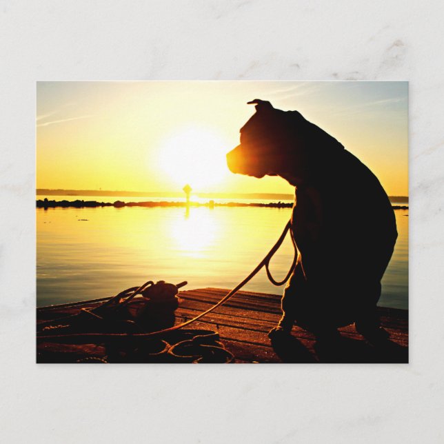 Postal Pit Bull Sunrise (Anverso)
