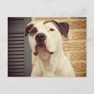 Postal Pit Bull T-Bone