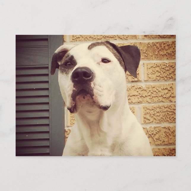 Postal Pit Bull T-Bone (Anverso)