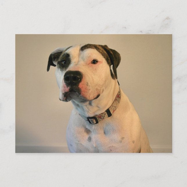 Postal Pit Bull T-Bone (Anverso)
