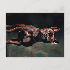 Postal Pit bull terrier