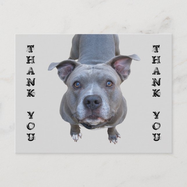 Postal Pitbull Gracias Postcard (Anverso)