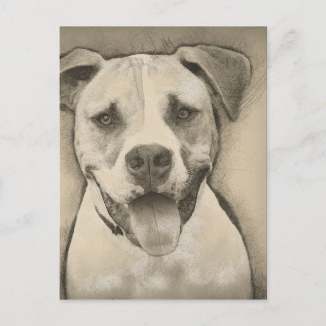 Postal Pitbull - Retrato de Bulldog americano (Anverso)