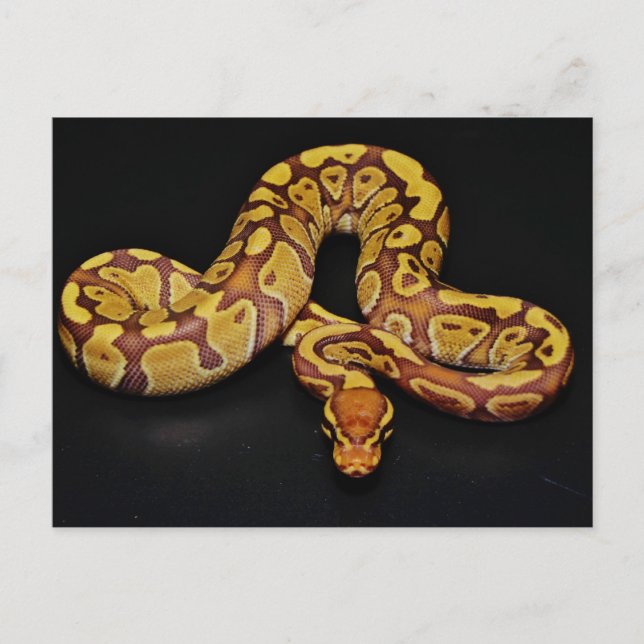 Postal Píthon de bolas marrón y oro (Anverso)