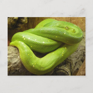Postal Pitón de árbol verde