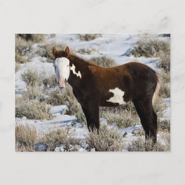 Postal PJ La Pintura (Anverso)