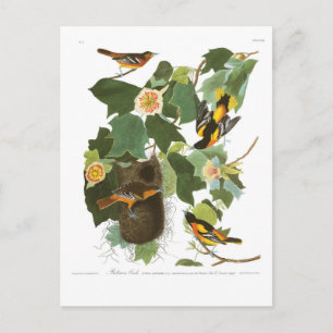 Postal Placa 12 Baltimore Oriole de Audubon