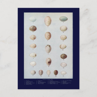 Postal Placa C de Huevos de Ave Historia Natural Vintage