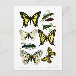 Postal Placa I de mariposas europeas
