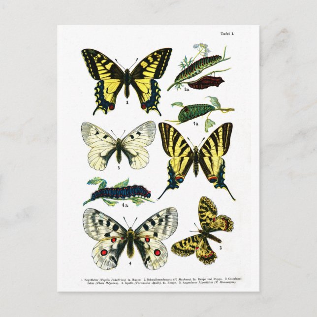 Postal Placa I de mariposas europeas (Anverso)