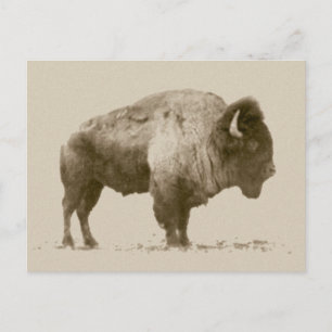 Postal Plains Bison