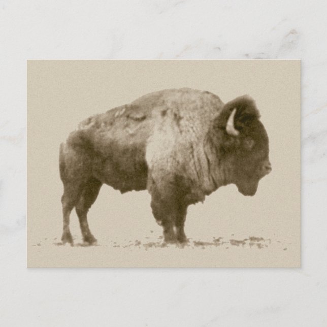 Postal Plains Bison (Anverso)