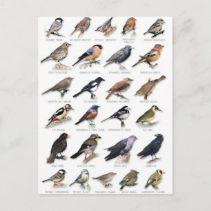 Postal Planche oiseaux des jardins