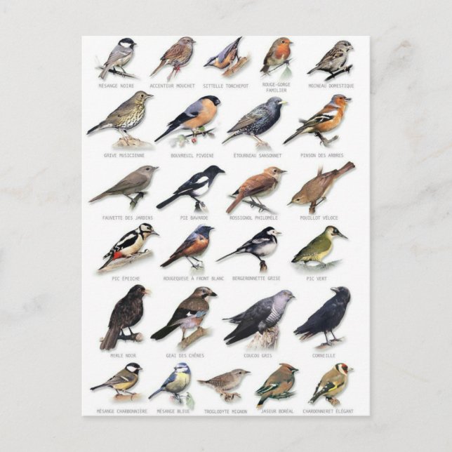 Postal Planche oiseaux des jardins (Anverso)