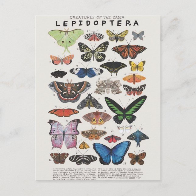 Postal Planche papillon (Anverso)