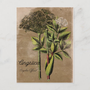 Postal Planta Angelica de Estilo Vintage