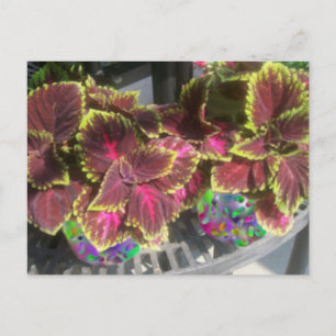 Postal Planta Coleus
