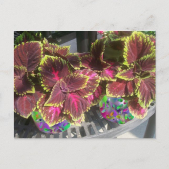 Postal Planta Coleus (Anverso)