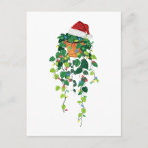 Planta colgante Pothos sombrero de Santa luces de 