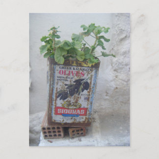 Postal Planta creciendo en lata de oliva, Naxos, Grecia